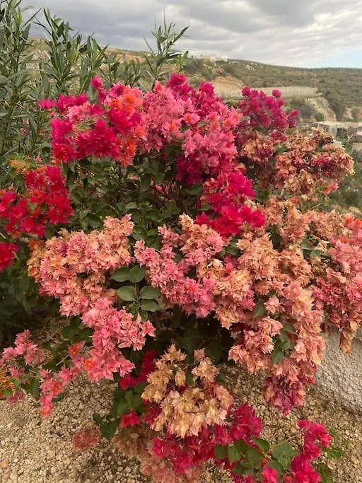 Arico Casa Rural Abuela Carmen 0*,  ספרד